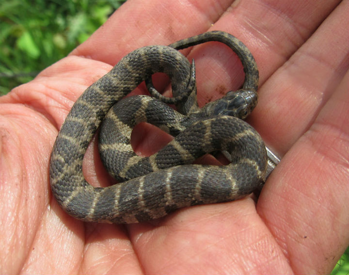 Northern Water Snake